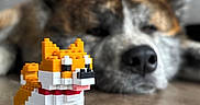 Rocket participe au concours pour gagner de l'argent avec cette photo : dog, toy, building_blocks, floor, wooden_floor, lying_down, orange, white, red_collar, pet, indoor, closeup, background_blur, shallow_depth, animal, decor, relaxing, cute, playful, home