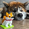 animal, background_blur, building_blocks, closeup, cute, decor, dog, floor, home, indoor, lying_down, orange, pet, playful, red_collar, relaxing, shallow_depth, toy, white, wooden_floor