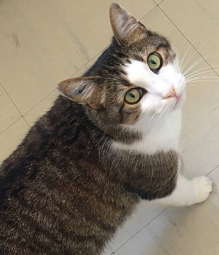 London participe au concours pour gagner de l'argent avec cette photo : carnivore, cat, domestic_short_haired_cat, door, eye, felidae, fur, grey, head, paw, sitting, small_to_medium_sized_cats, snout, tail, tree, whiskers, window, wood