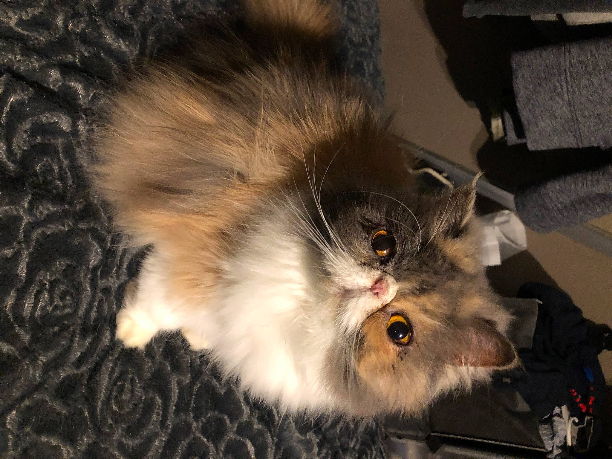 Guimauve participe au concours pour gagner de l'argent avec cette photo : american_curl, asian_semi_longhair, british_semi_longhair, carnivore, cat, domestic_long_haired_cat, fawn, felidae, fur, mammal, norwegian_forest_cat, persian, ragamuffin, siberian, small_to_medium_sized_cats, whiskers