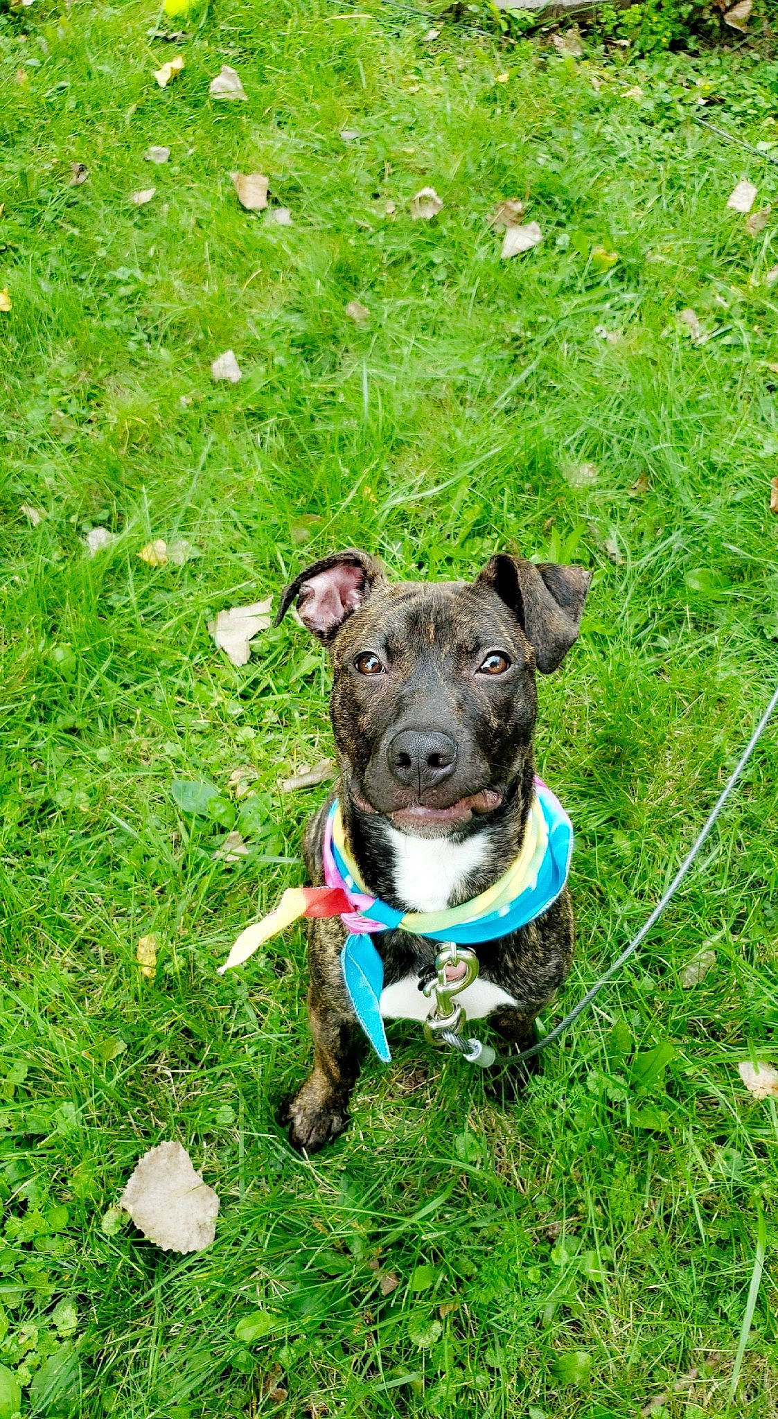 Sanji is registered to the contest to win money with this photo: american_pit_bull_terrier, canidae, carnivore, dog, dog_breed, dog_collar, gladiolus, grass, mammal, non_sporting_group, plant, rare_breed_dog, sporting_group