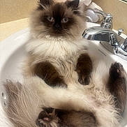 Ari joined the competition — help win amazing prizes! cat, fluffy, sink, bathroom, flower, pink, chrome, relaxed, pet, animal, feline, fur, paw, whiskers, domestic, cute, indoor, portrait, resting, cozy