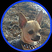 Modjo participe au concours pour gagner de l'argent avec cette photo : animal, black_nose, blue_border, brown_fur, chihuahua, closeup, collar, dog, ear, focused, nature, outdoor, pet, portrait, rocky_beach, small_dog, studs, sunlight, water, whiskers