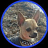 animal, black_nose, blue_border, brown_fur, chihuahua, closeup, collar, dog, ear, focused, nature, outdoor, pet, portrait, rocky_beach, small_dog, studs, sunlight, water, whiskers