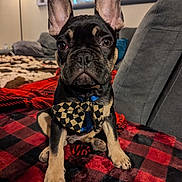 Rocket joined the competition — help win amazing prizes! animal, black_and_tan, bow_tie, close_up, couch, cute, decor, dog, ears, french_bulldog, home, indoor, lamp, living_room, pet, plaid_blanket, portrait, puppy, sitting, soft_furniture