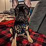 animal, black_and_tan, bow_tie, close_up, couch, cute, decor, dog, ears, french_bulldog, home, indoor, lamp, living_room, pet, plaid_blanket, portrait, puppy, sitting, soft_furniture