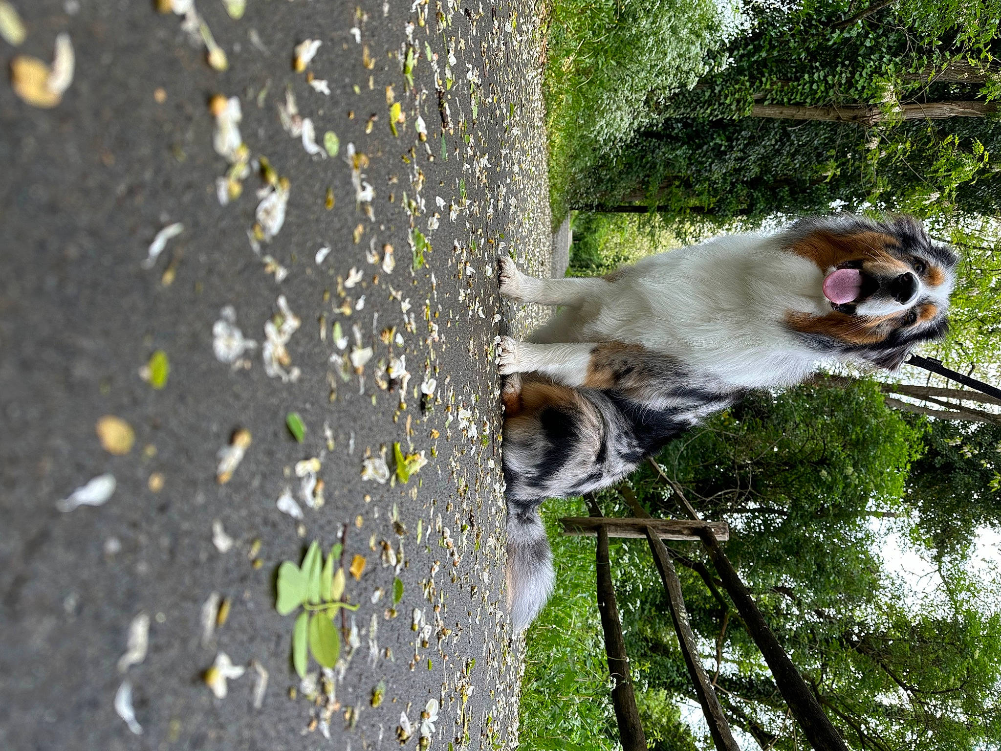 Urcan a rejoint le concours — aidez-le/la à gagner de superbes lots ! asphalt, canidae, carnivore, dog_breed, fawn, felidae, grass, lemur, plant, primate, road_surface, snout, sporting_group, tail, terrestrial_animal, tree, trunk, twig, wildlife, wood