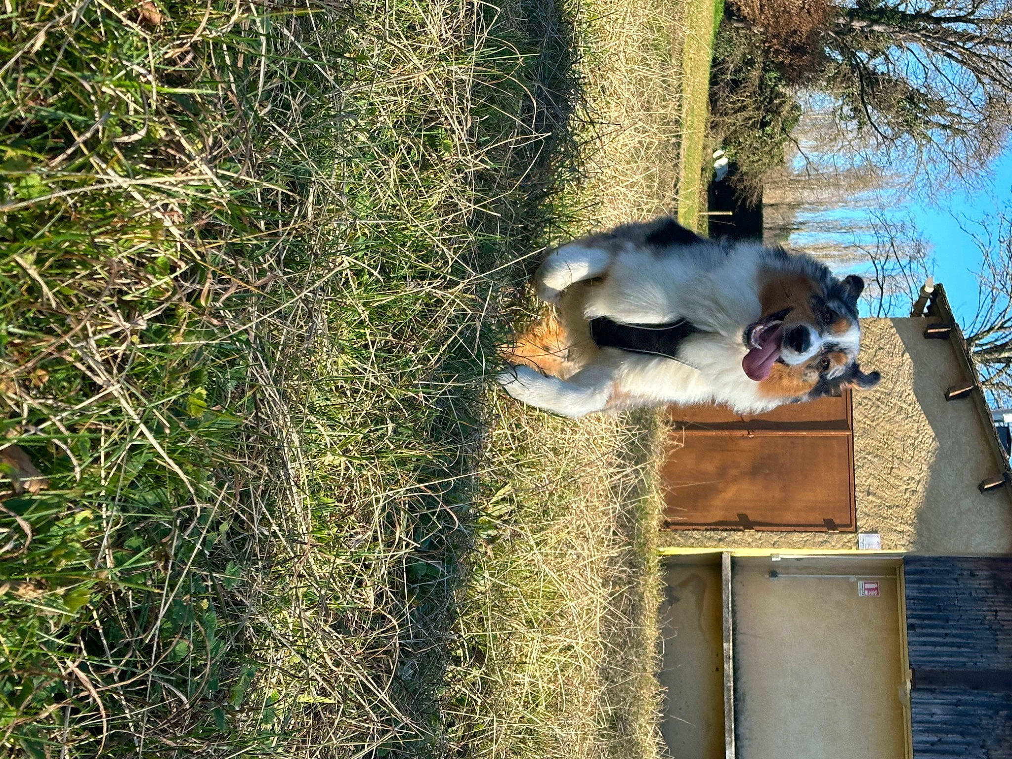 Urcan participe au concours pour gagner de l'argent avec cette photo : carnivore, dog, door, grass, plant, tail, tree, trunk, wildlife, window, wood