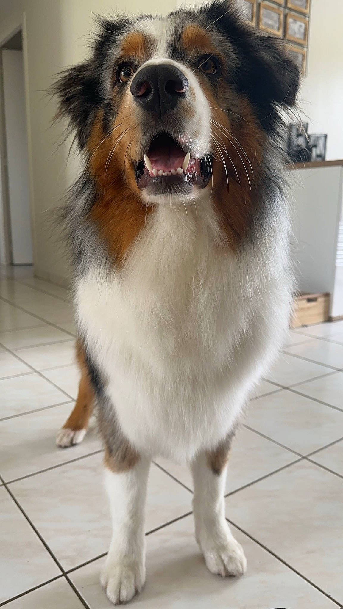 Urcan a rejoint le concours — aidez-le/la à gagner de superbes lots ! canidae, carnivore, collar, companion_dog, dog, dog_breed, fawn, flooring, fur, happy, paw, plant, smile, snout, sporting_group, tail, tile_flooring, whiskers, working_animal, working_dog