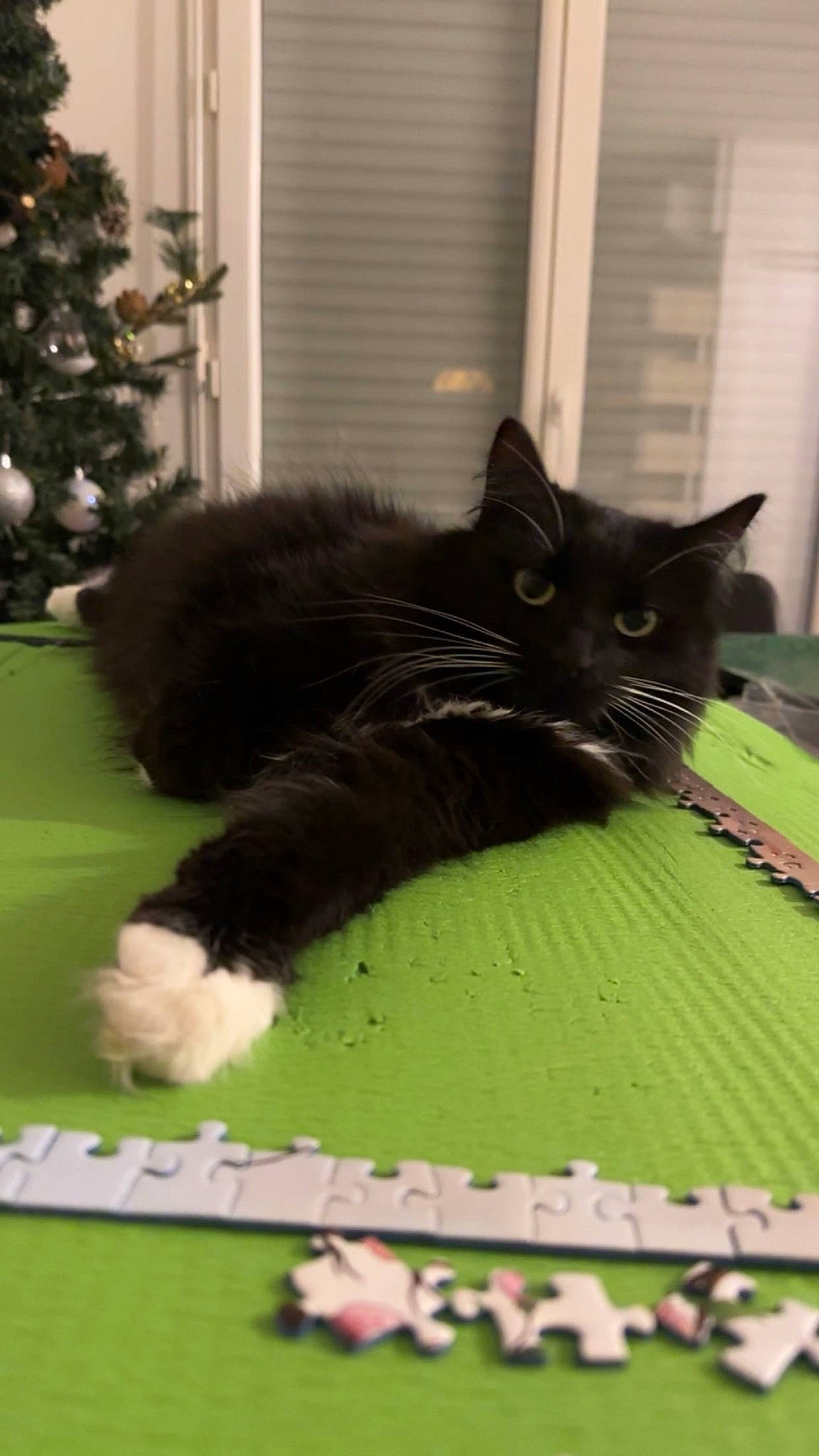 Bagherra a rejoint le concours — aidez-le/la à gagner de superbes lots ! black_cat, carnivore, cat, christmas_tree, domestic_short_haired_cat, felidae, flooring, fur, grass, green, grey, paw, rectangle, room, small_to_medium_sized_cats, tail, tree, whiskers, window, wood