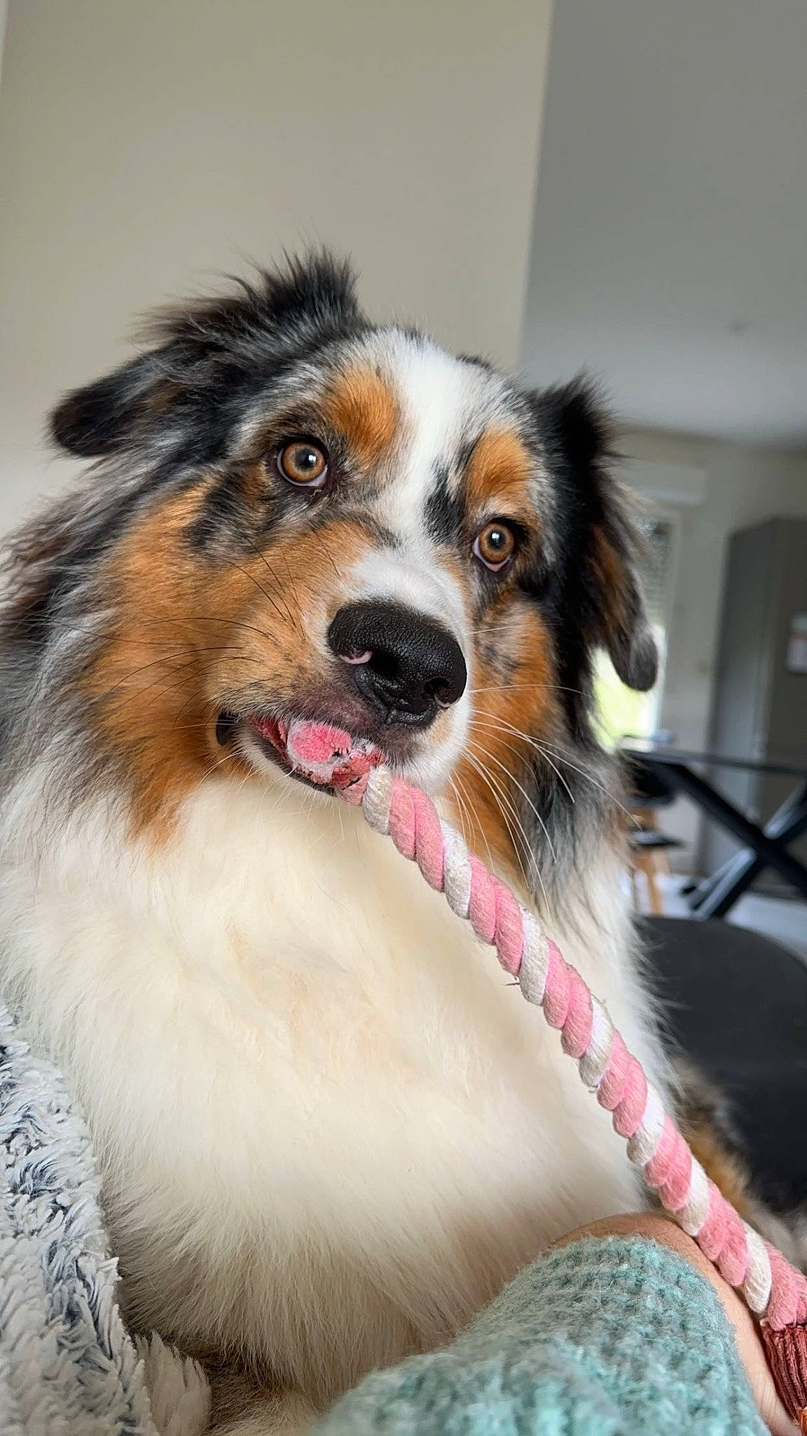 Urcan participe au concours pour gagner de l'argent avec cette photo : ancient_dog_breeds, ball, carnivore, collar, companion_dog, dog, dog_breed, fur, pet_supply, snout, sporting_group, terrestrial_animal, whiskers, working_animal, working_dog