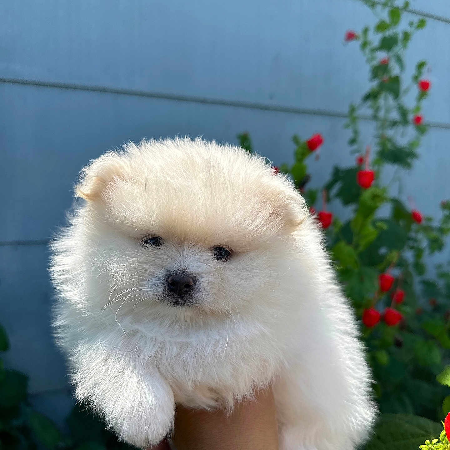 Daisy joined the competition — help win amazing prizes! animal, baby, canine, dog, eskimodog, flower, geranium, grass, herbal, herbs, indoors, interiordesign, jar, person, pet, petal, plant, pottedplant, puppy, whitedog