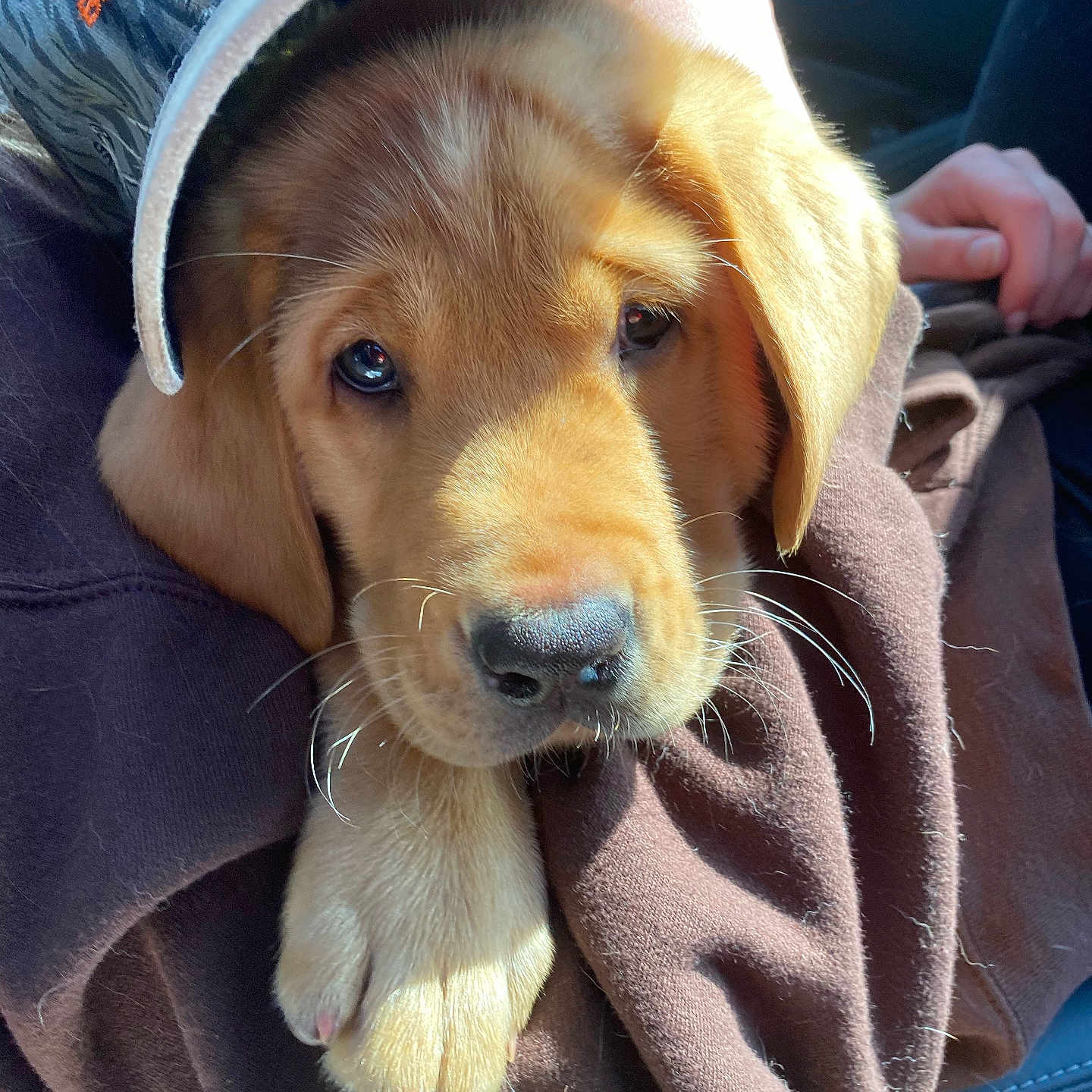 Beesley is registered to the contest to win money with this photo: animal, baby, baseballcap, beagle, blanket, canine, cap, clothing, dog, goldenretriever, hat, hood, hound, knitwear, labradorretriever, person, pet, puppy, sweater, sweatshirt