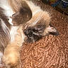 cat, sleeping, fluffy, fur, whiskers, close_up, indoor, brown, texture, pet, cozy, relaxed, animal, mammal, resting, face, paw, cute, domestic, napping