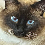 Maui is registered to the contest to win money with this photo: cat, blue_eyes, close_up, fur, whiskers, pet, animal, face, portrait, domestic_cat, feline, looking, cute, fluffy, indoor, mammal, whisker, head, alert, soft