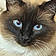 Maui