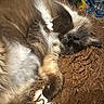 cat, sleeping, fluffy, furry, whiskers, paw, blanket, brown, cozy, relaxed, indoor, pet, fur, resting, cute, animal, domestic, comfort, closeup, soft