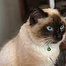 Maui is registered to the contest to win money with this photo: cat, siamese_cat, blue_eyes, fur, whiskers, collar, indoor, pet, animal, feline, closeup, portrait, cute, domestic_animal, mammal, soft, fluffy, alert, sitting, household