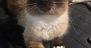Maui is registered to the contest to win money with this photo: cat, siamese_cat, pet, feline, whiskers, paws, fur, indoor, resting, cute, animal, mammal, closeup, portrait, bed, blanket, cozy, domestic_animal, soft, relaxed