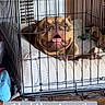 Sakari is registered to the contest to win money with this photo: dog, cage, crate, pet_bed, indoor, wooden_floor, brown_dog, expression, resting, tongue_out, tongue, dramatic, furniture, home, comfort, animal, cute, pet, face, canine