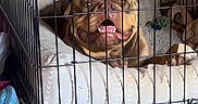 Sakari joined the competition — help win amazing prizes! animal, brown_dog, cage, caption, comfort, crate, dog, dramatic, expression, fur, happy_dog, home, indoor, mouth_open, pet, pet_bed, resting, text_overlay, tongue, wooden_floor
