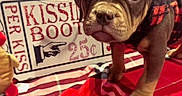 Sakari joined the competition — help win amazing prizes! puppy, dog, pet, blanket, phone, sign, text, plaid, red, black, brown, heart_pattern, costume, cute, indoor, closeup, adorable, animal, young, decor
