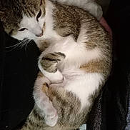 Aïko a rejoint le concours — aidez-le/la à gagner de superbes lots ! cat, tabby, animal, pet, sleepy, curled_up, fur, whiskers, paw, resting, indoor, human_arm, soft_texture, comfort, close_up, cute, relaxed, domestic, mammal, feline