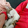 cat, kitten, sleeping, person, hand, red_sweater, heart_pattern, pink_blanket, cozy, indoor, resting, pet, animal, feline, close_up, comfort, warmth, couch, relaxation, soft_texture