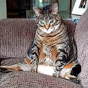 Fatty is registered to the contest to win money with this photo: cat, tabby, indoor, couch, furniture, pet, animal, sitting, relaxed, green_eyes, fur, whiskers, domestic_cat, living_room, portrait, cute, plush, comfort, household, feline