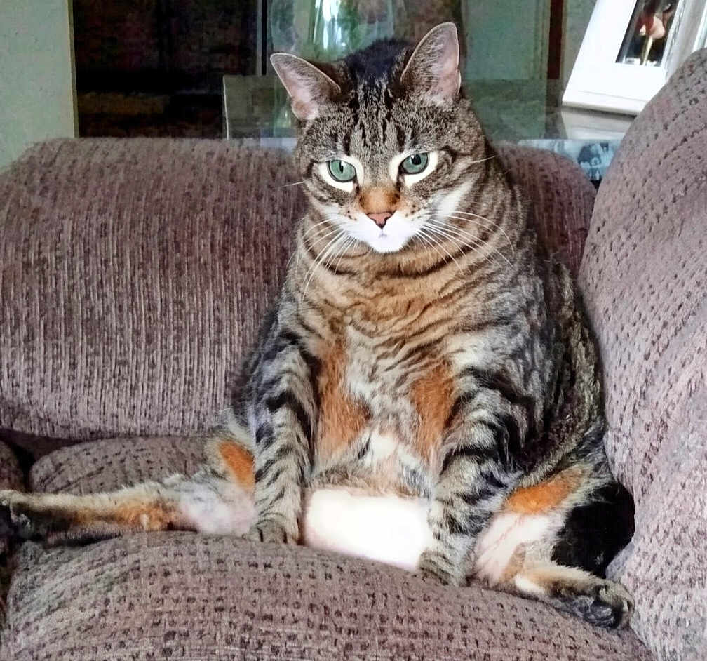 Fatty