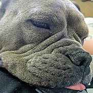 Layla May is registered to the contest to win money with this photo: dog, sleeping, close_up, face, tongue_out, wrinkles, fur, pet, domestic_animal, resting, cute, animal, snout, nose, eyelashes, collar, indoor, soft_surface, relaxed, calm