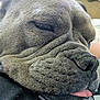 dog, sleeping, close_up, face, tongue_out, wrinkles, fur, pet, domestic_animal, resting, cute, animal, snout, nose, eyelashes, collar, indoor, soft_surface, relaxed, calm