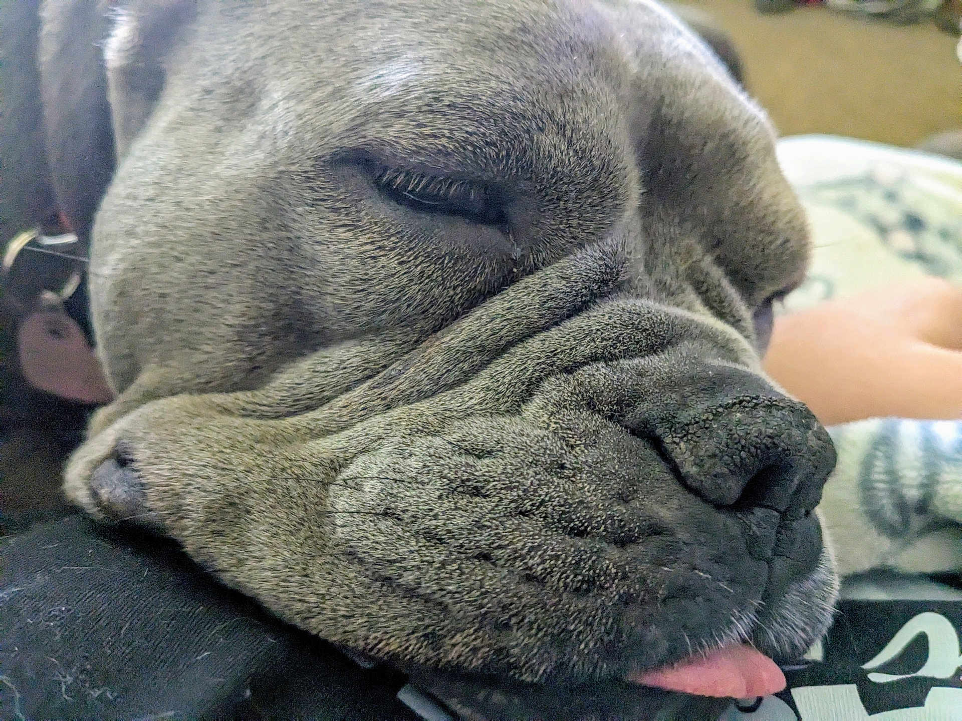 Layla May is registered to the contest to win money with this photo: dog, sleeping, close_up, face, tongue_out, wrinkles, fur, pet, domestic_animal, resting, cute, animal, snout, nose, eyelashes, collar, indoor, soft_surface, relaxed, calm