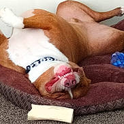 Winston joined the competition — help win amazing prizes! dog, lying_down, upside_down, pet, brown, white, collar, teeth, bed, carpet, toy, bone, indoor, relaxed, playful, canine, sleeping, funny, tongue_out, cheerful