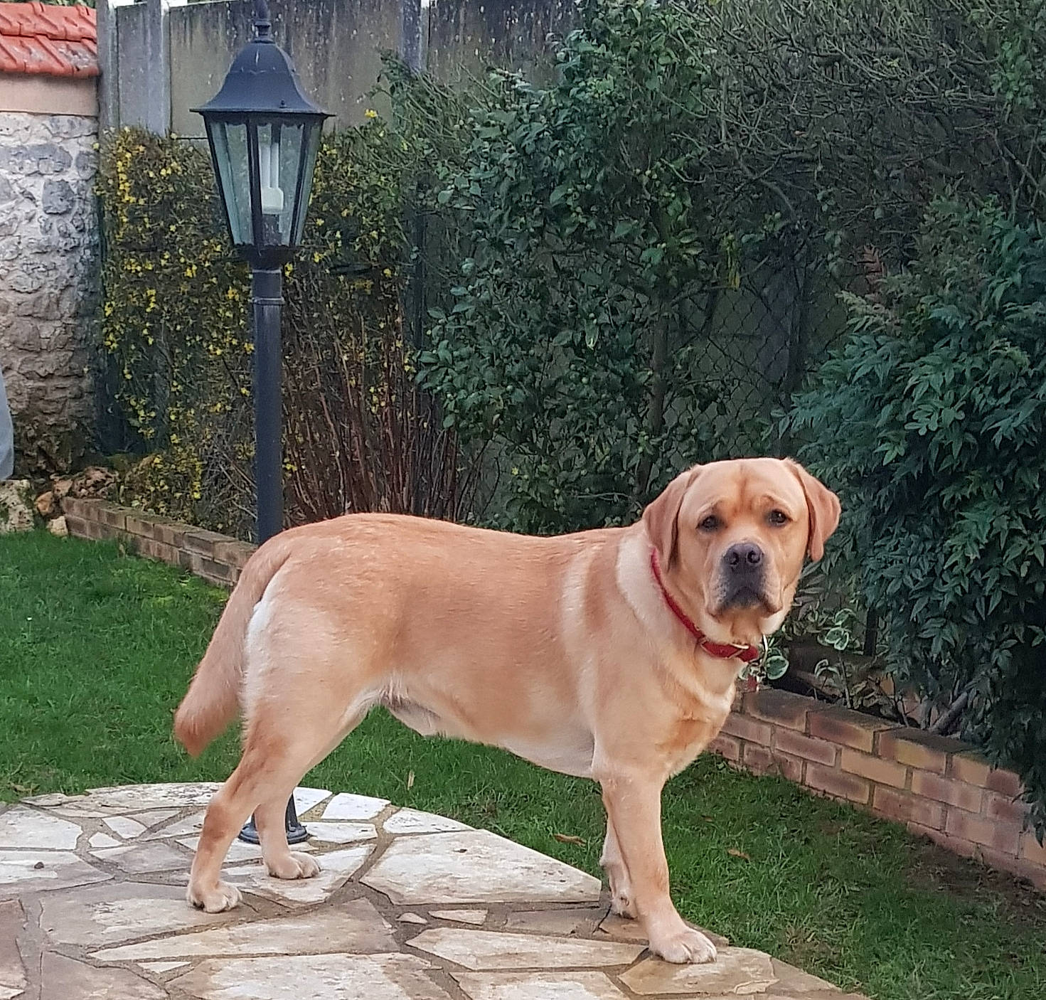 Saxo a rejoint le concours — aidez-le/la à gagner de superbes lots ! canidae, carnivore, collar, companion_dog, dog, dog_breed, dog_collar, fawn, grass, gun_dog, lamp, light_fixture, plant, snout, sporting_group, street_light, tail, tree, working_animal, working_dog