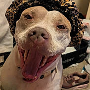 Dave is registered to the contest to win money with this photo: animal, bonnet, canine, carpet, close_up, collar, cute, dog, domestic_animal, expression, fur, happy, indoor, leopard_print, muzzle, pet, playful, shoe, smile, tongue_out