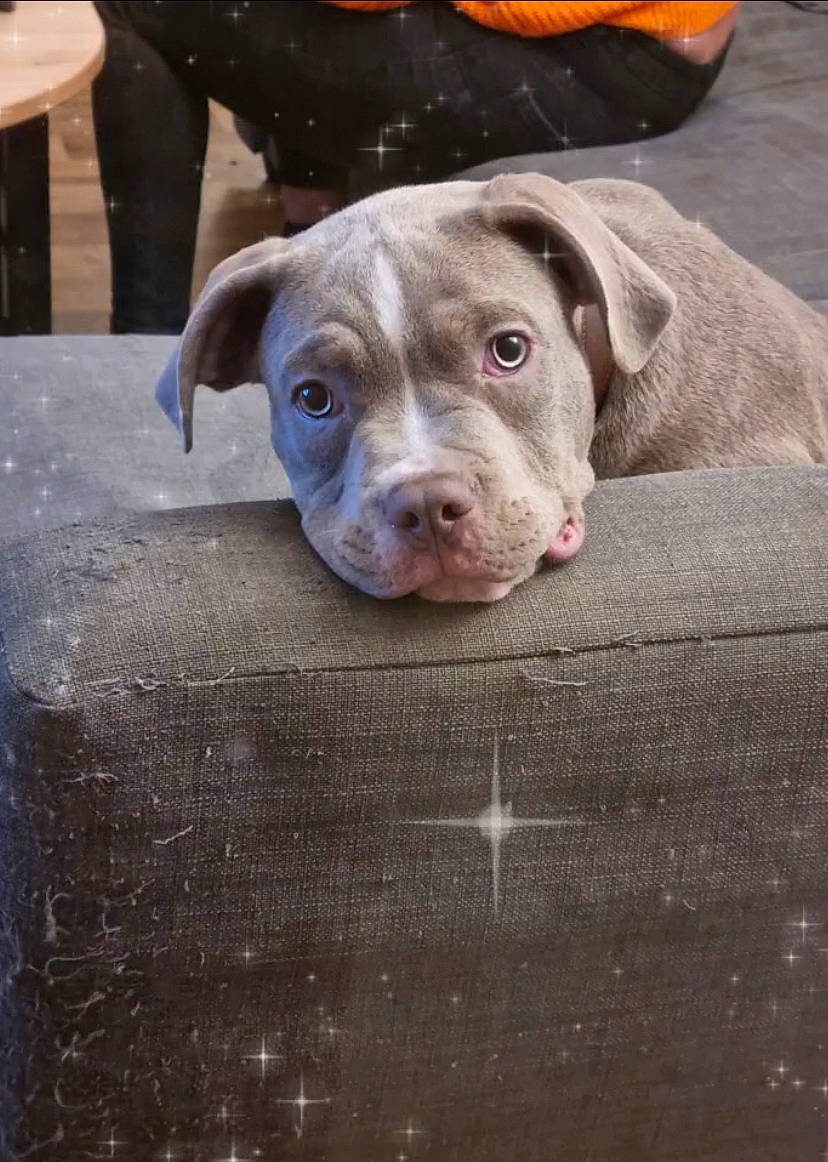 Tommy participe au concours pour gagner de l'argent avec cette photo : carnivore, chair, companion_dog, dog, dog_breed, fawn, flooring, fur, liver, non_sporting_group, snout, sporting_group, whiskers, wood, working_animal