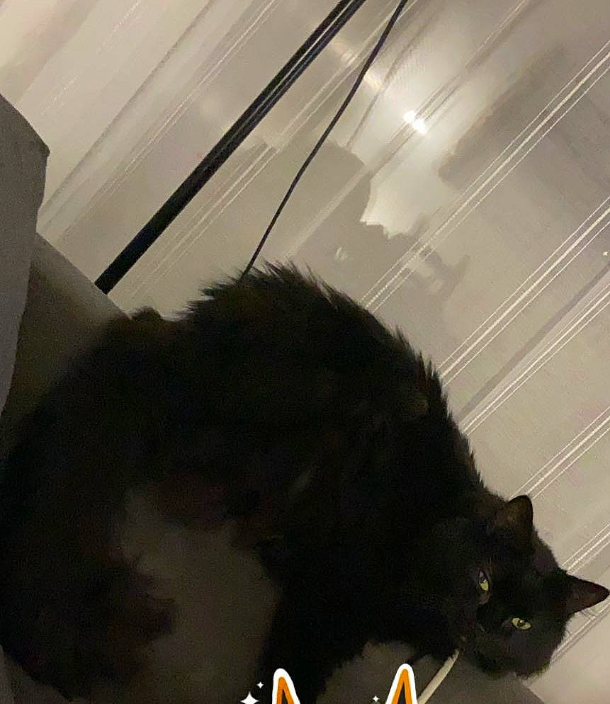 Brownie participe au concours pour gagner de l'argent avec cette photo : black_cat, carnivore, cat, claw, comfort, domestic_short_haired_cat, felidae, flooring, fur, nap, paw, room, shadow, small_to_medium_sized_cats, snout, tail, terrestrial_animal, tints_and_shades, whiskers, wood