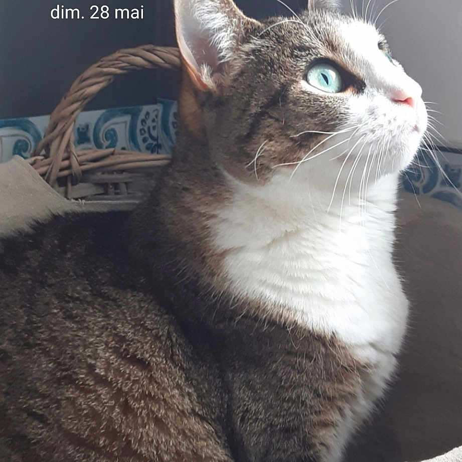 Kiki a rejoint le concours — aidez-le/la à gagner de superbes lots ! box, carnivore, cat, cat_supply, domestic_short_haired_cat, felidae, font, fur, grey, logo, pet_supply, photo_caption, publication, sitting, small_to_medium_sized_cats, snout, terrestrial_animal, whiskers, window