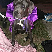 Stella is registered to the contest to win money with this photo: puppy, dog, purple_cape, grass, blanket, leash, night, outdoor, people, chairs, footwear, black_dog, cape, pet, animal, grass_field, sitting, cape_costume, leash_clip, evening