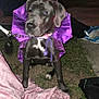 puppy, dog, purple_cape, grass, blanket, leash, night, outdoor, people, chairs, footwear, black_dog, cape, pet, animal, grass_field, sitting, cape_costume, leash_clip, evening