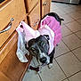 dog, pet, costume, pink_tutu, fairy_wings, kitchen, tile_floor, toy, curious, black_dog, white_paws, indoor, cabinet, wooden_cabinet, animal, cute, looking_up, dress_up, funny, adorable