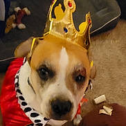 Jasper is registered to the contest to win money with this photo: dog, crown, cape, costume, pet, indoor, carpet, chew_toy, dog_bed, brown, white, animal, portrait, looking_up, cute, canine, furniture, home, playful, accessory
