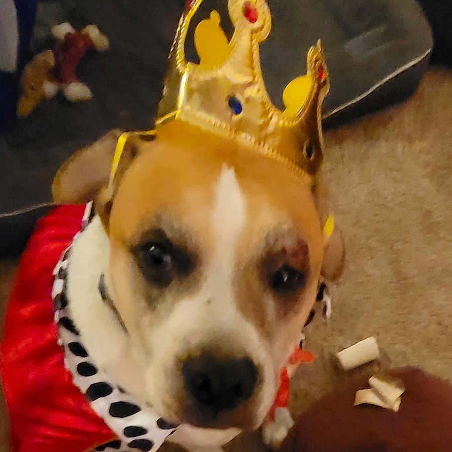Jasper is registered to the contest to win money with this photo: accessory, animal, brown, canine, cape, carpet, chew_toy, costume, crown, cute, dog, dog_bed, furniture, home, indoor, looking_up, pet, playful, portrait, white