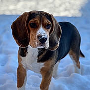 Ulko participe au concours pour gagner de l'argent avec cette photo : animal, beagle, canine, dog, hound, labradorretriever, pet, puppy, snout