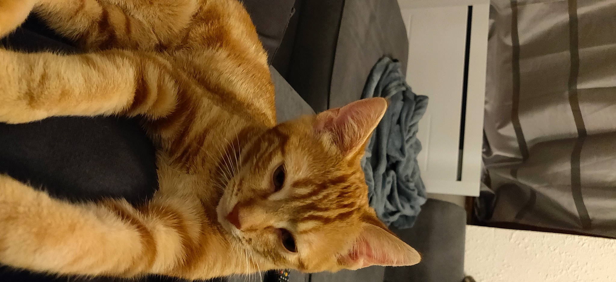 Riley Et Rooky participe au concours pour gagner de l'argent avec cette photo : carnivore, cat, comfort, domestic_short_haired_cat, fawn, felidae, fur, small_to_medium_sized_cats, snout, tabby_cat, vertebrate, whiskers