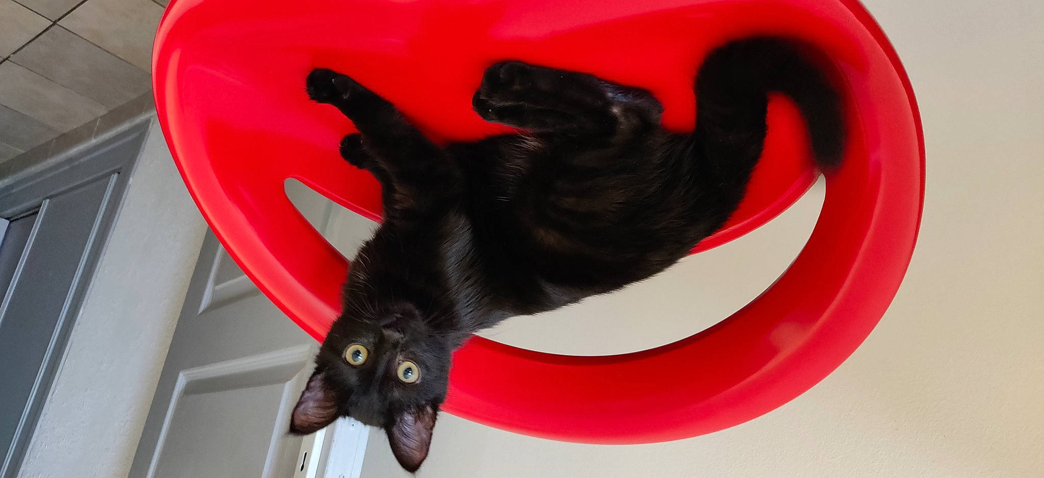 Riley Et Rooky a rejoint le concours — aidez-le/la à gagner de superbes lots ! black_cat, bombay, carmine, carnivore, cat, comfort, felidae, pet_supply, small_to_medium_sized_cats, snout, tail, terrestrial_animal, vertebrate, whiskers