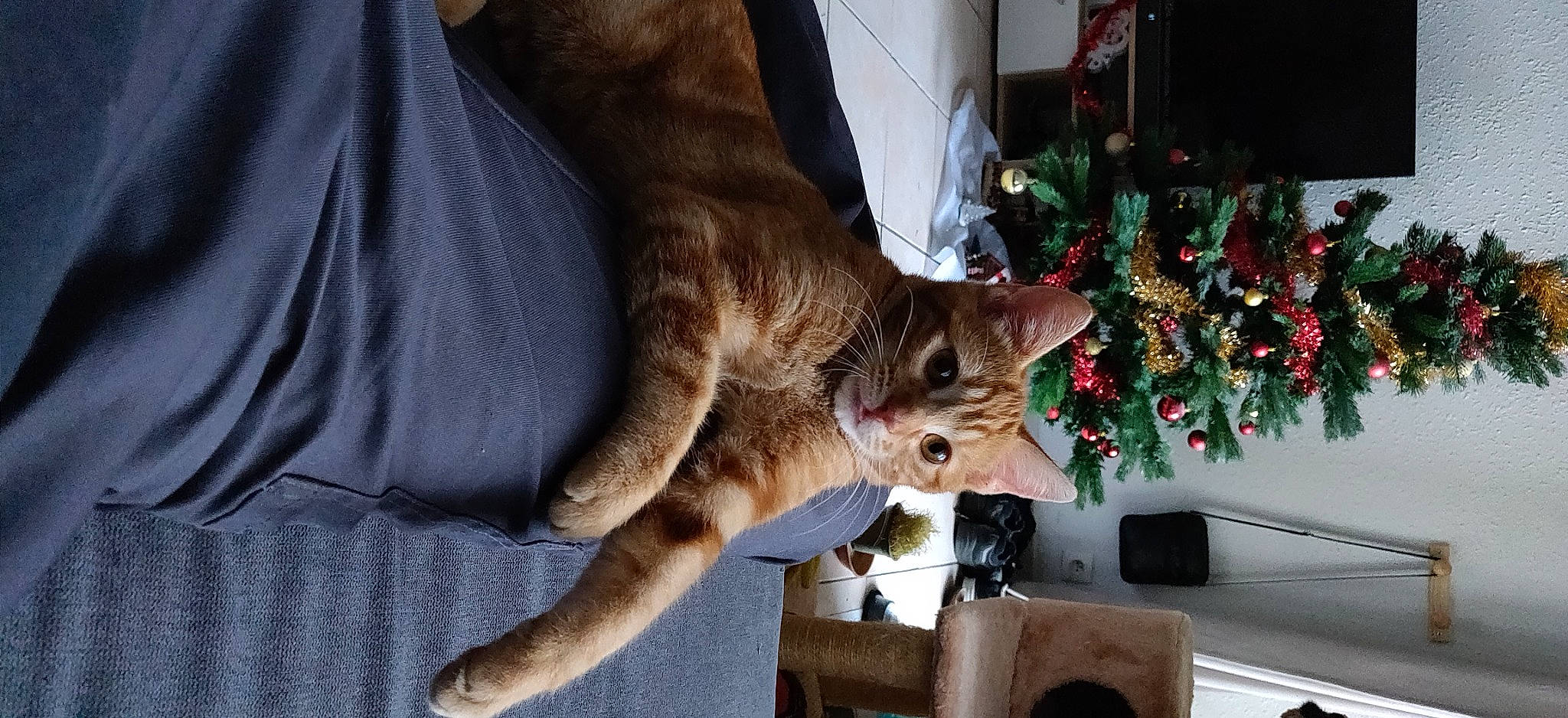 Riley Et Rooky a rejoint le concours — aidez-le/la à gagner de superbes lots ! carnivore, cat, christmas, christmas_decoration, christmas_eve, christmas_ornament, christmas_tree, conifer, domestic_short_haired_cat, fawn, felidae, fur, holiday, holiday_ornament, ornament, paw, small_to_medium_sized_cats, tail, vertebrate, whiskers