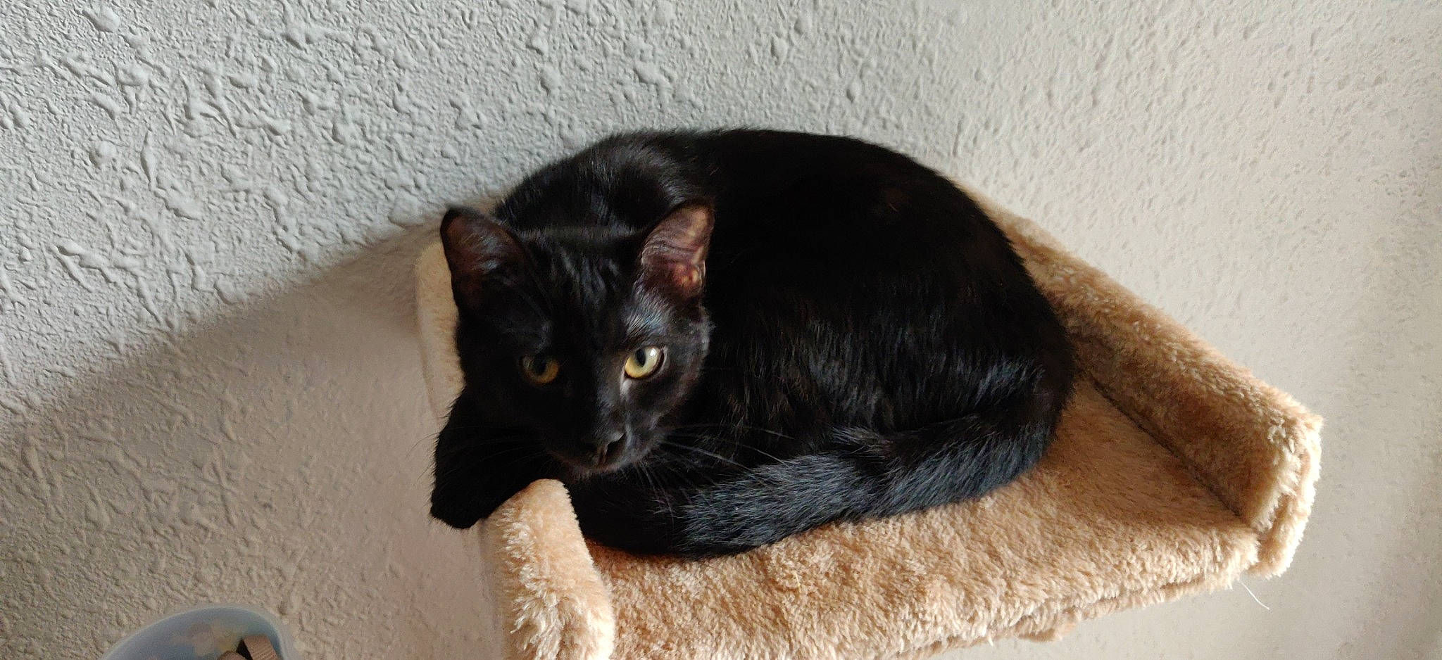 Riley Et Rooky participe au concours pour gagner de l'argent avec cette photo : black_cat, carnivore, cat, comfort, felidae, fur, home_accessories, pet_supply, small_to_medium_sized_cats, tail, vertebrate, whiskers