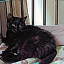 Riley participe au concours pour gagner de l'argent avec cette photo : black_cat, cat, pet, bed, crib, bedding, green_eyes, fur, indoor, resting, sleeping_area, pillows, blanket, metal_bars, close_up, portrait, domestic_animal, cozy, household, cute